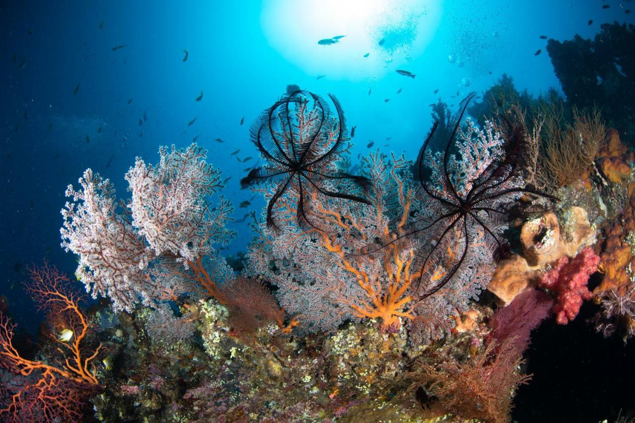 Bali Dive Resort Amed Extérieur photo